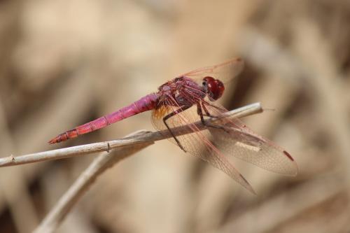 Réf. 265 591 : Trithemis annulata